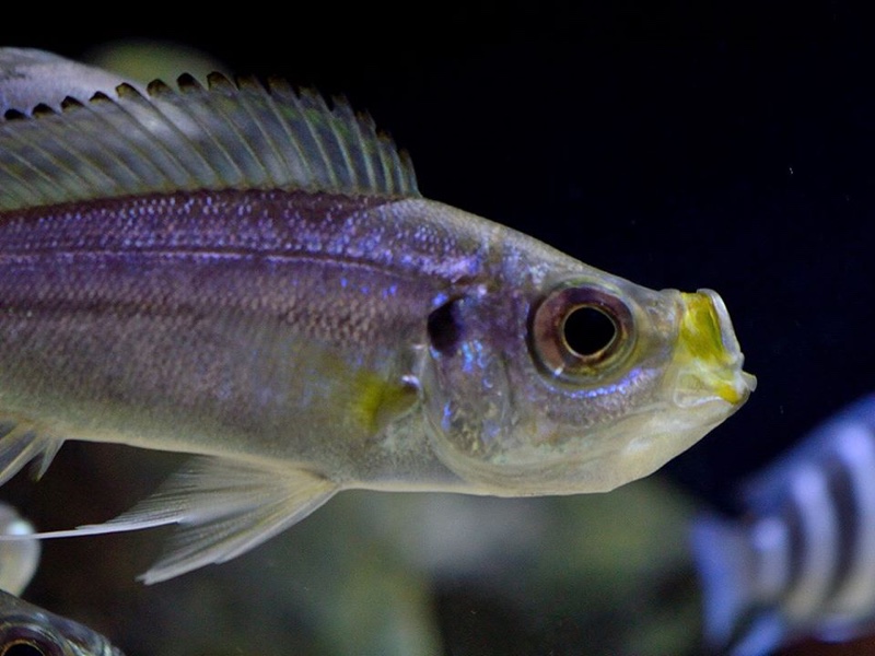 Haplotaxodon microlepis